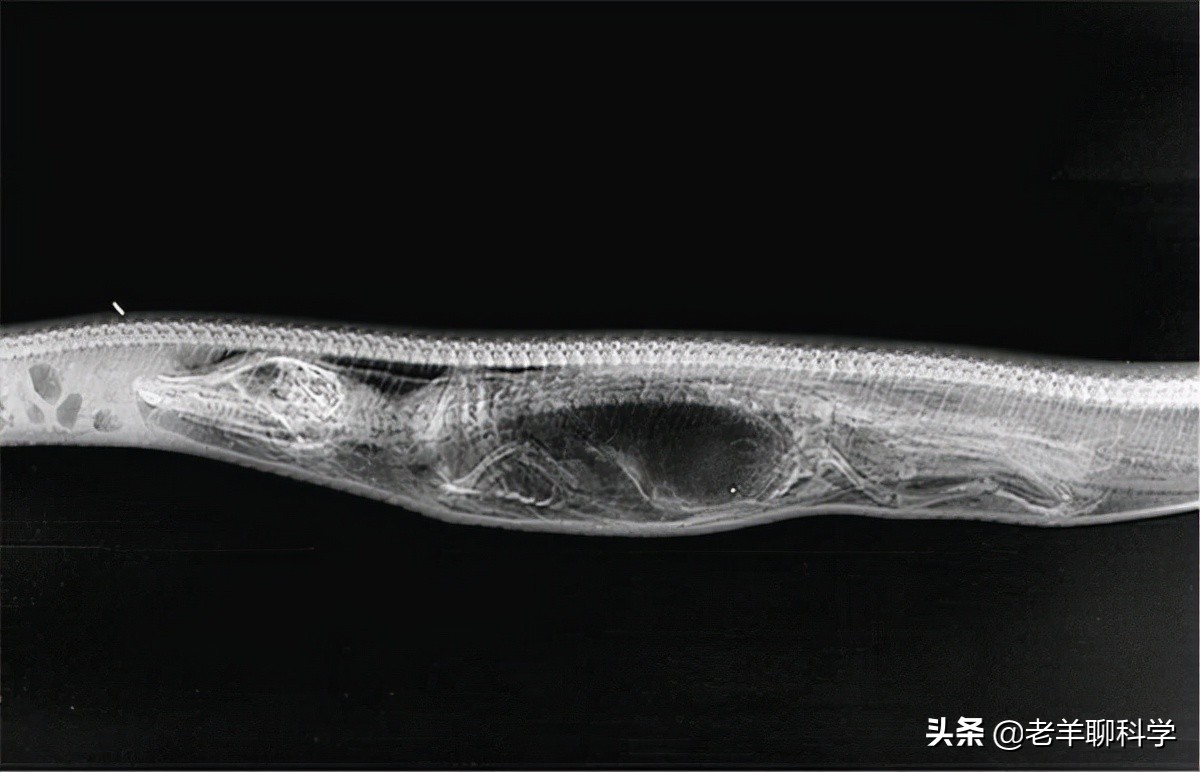 菲律宾电线掉下巨蟒,菲律宾电线上的蟒蛇后续