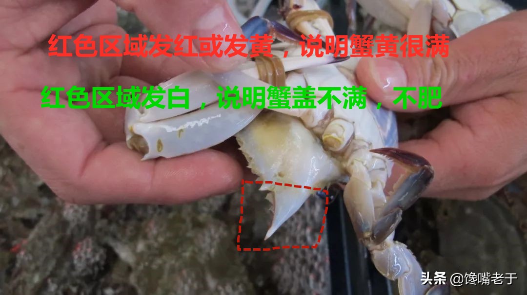 如何挑梭子蟹肥不肥,买到这种梭子蟹千万别吃不新鲜