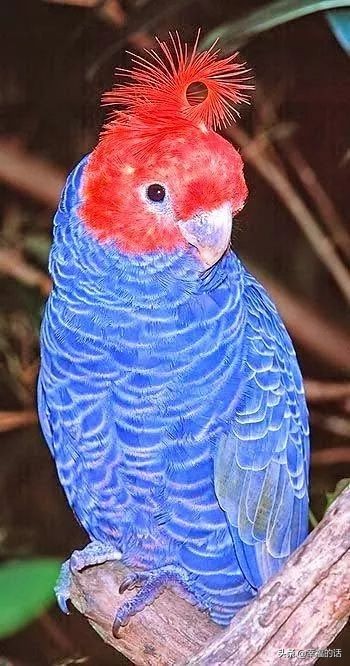 鸟类选美赛,最新鸟类选美大赛