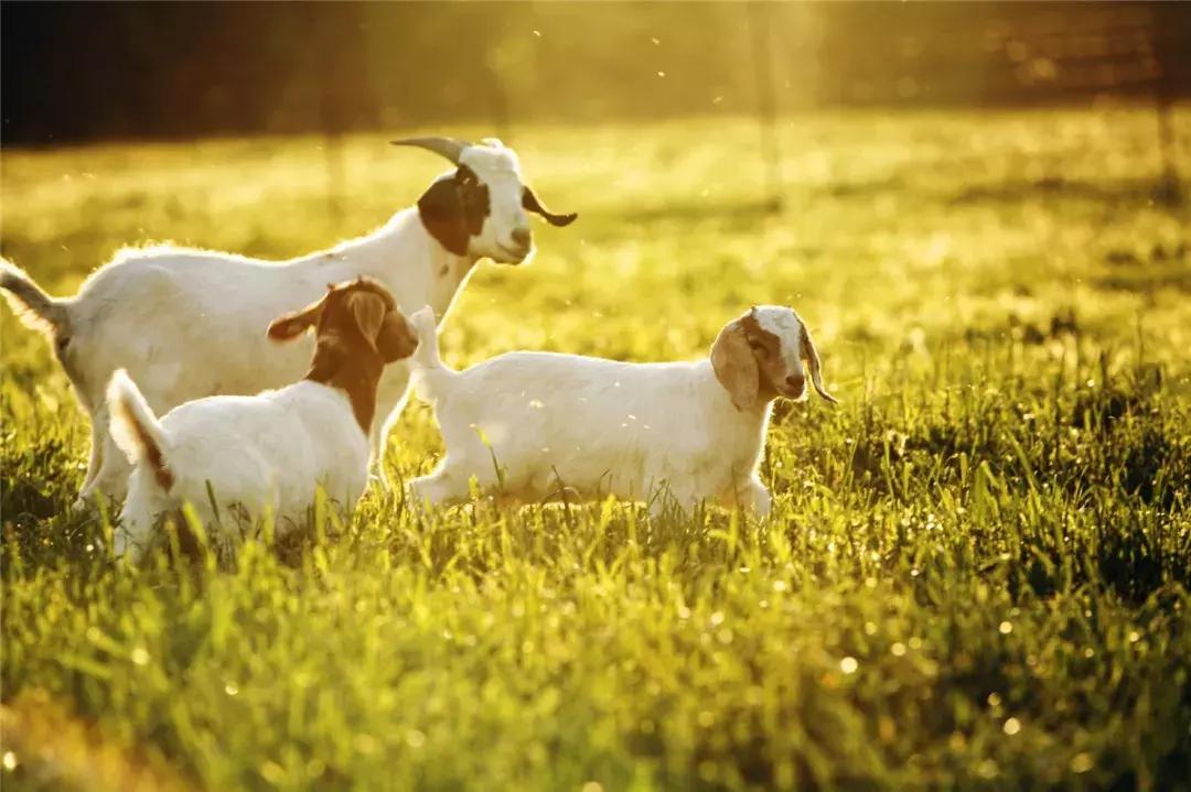 清远这座糖果色湖景汤泉别墅，私藏气派大瀑布和绝美草原！！