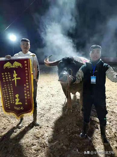 贵州甲定牛王斗牛赛,贵州斗牛牛王争霸赛2021