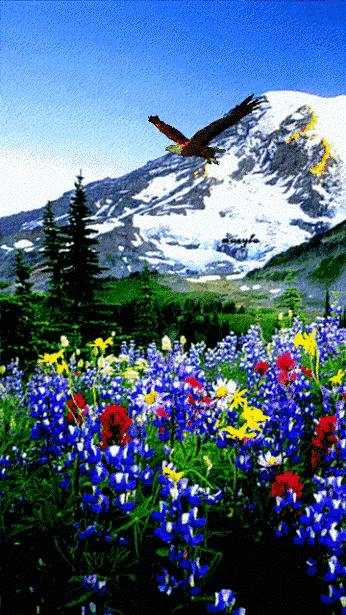 大自然山水花鸟大全,回归自然山水花鸟