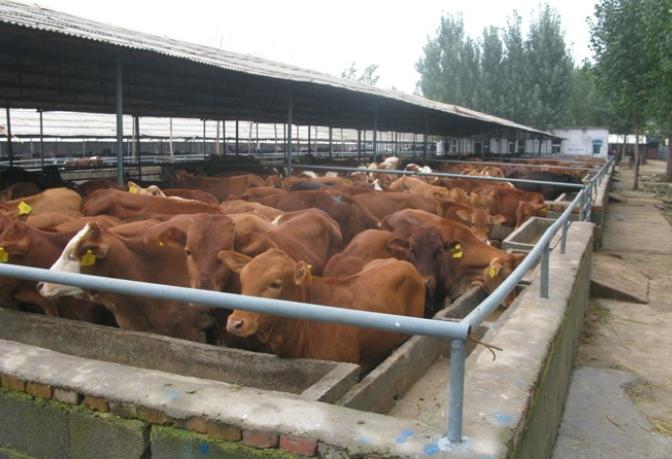 现在肉牛养殖前景如何,养殖肉牛生意怎么做