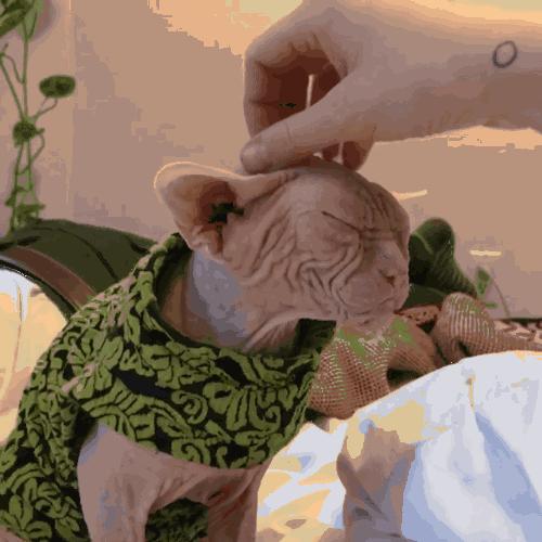 最懂事的猫,猫懂事