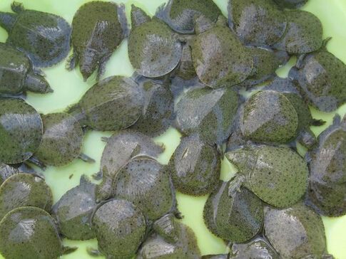 甲鱼养殖技术与养殖条件,甲鱼的养殖条件及饲养管理办法