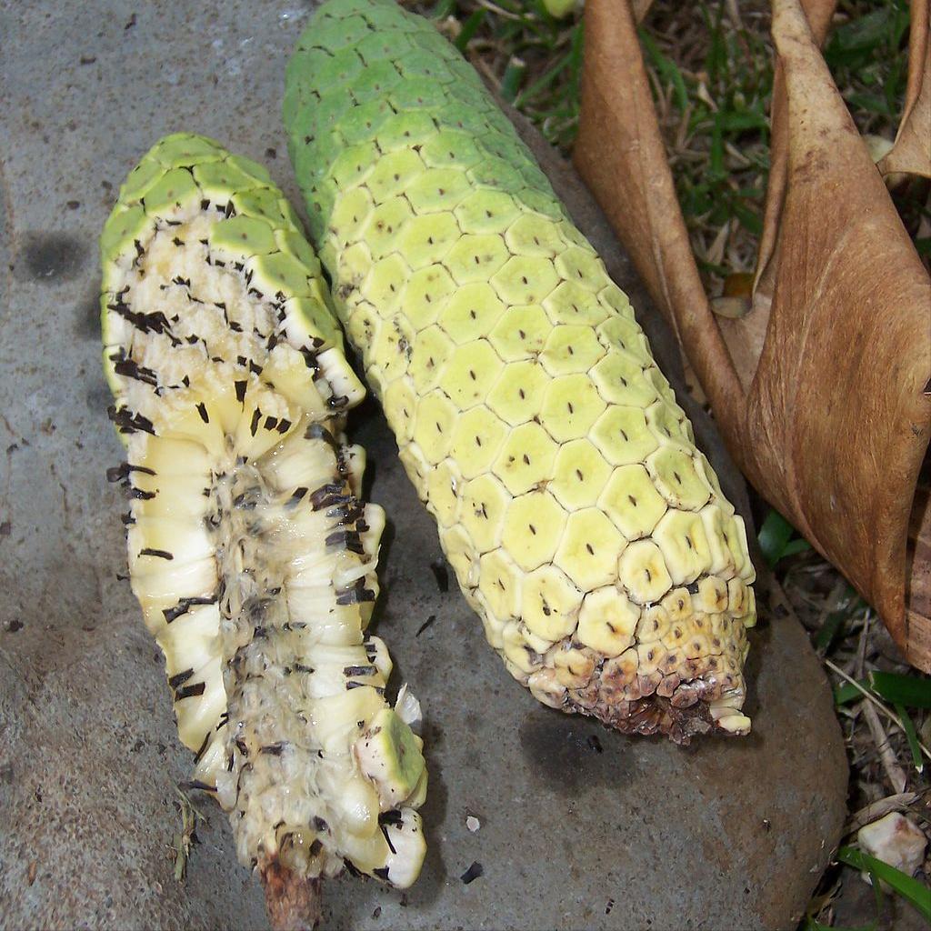 入侵印度的“神赐水果”，似凤梨，又似香蕉，为什么不能多吃？