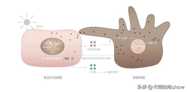 美白产品真的可以美白吗,用了美白产品没防晒会黑吗