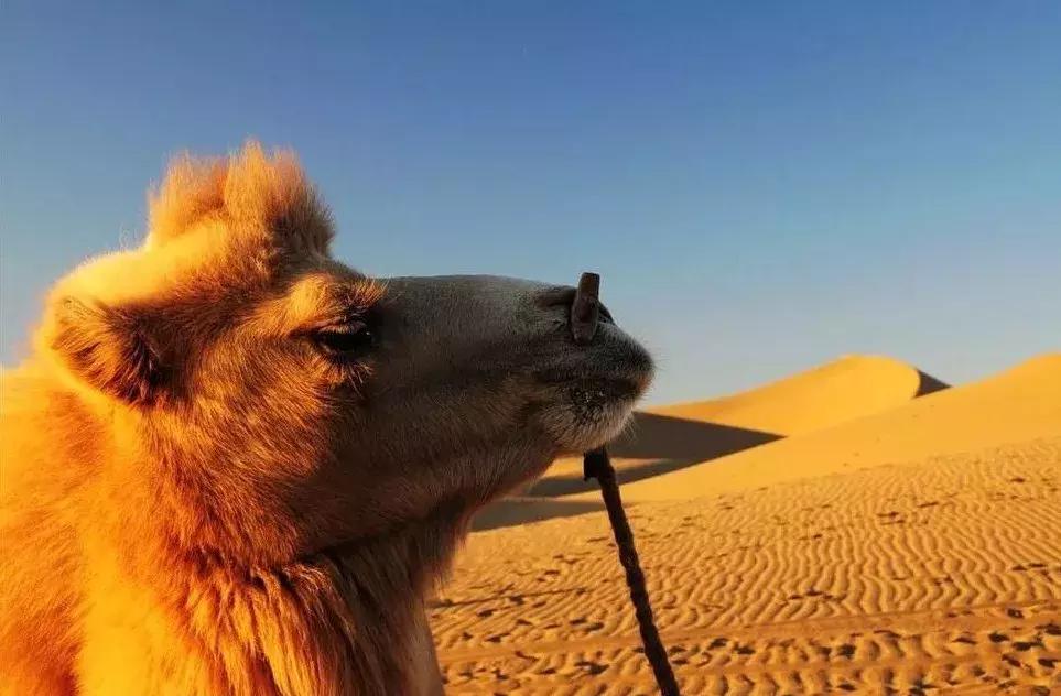 比起故宫猫，毫无颜值的西域骆驼，却在丝绸之路上火了两千多年