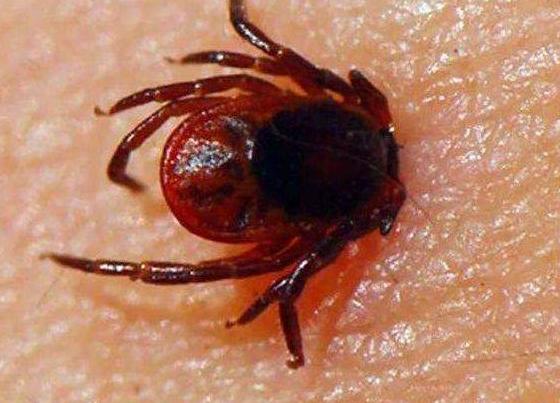 养牛常见疾病及预防方法,养牛最怕的咬牛的大飞虫是什么