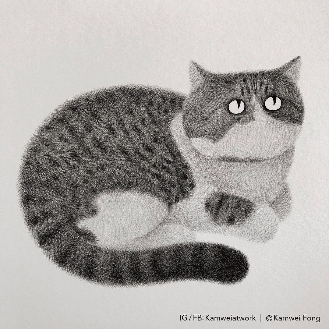 毛茸茸的手绘猫,可爱黑白手绘猫咪