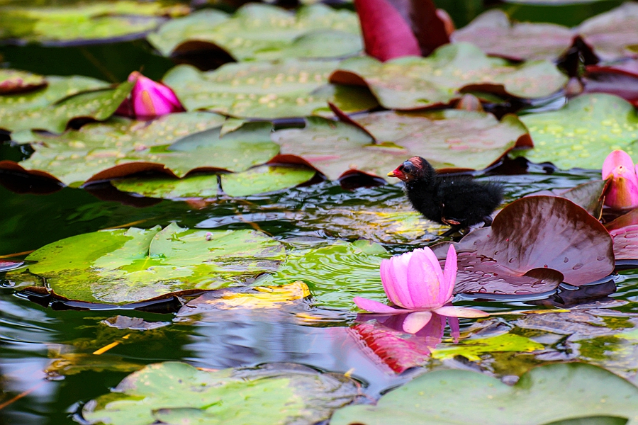 黑水鸡雏鸟图片,黑水鸡的可爱