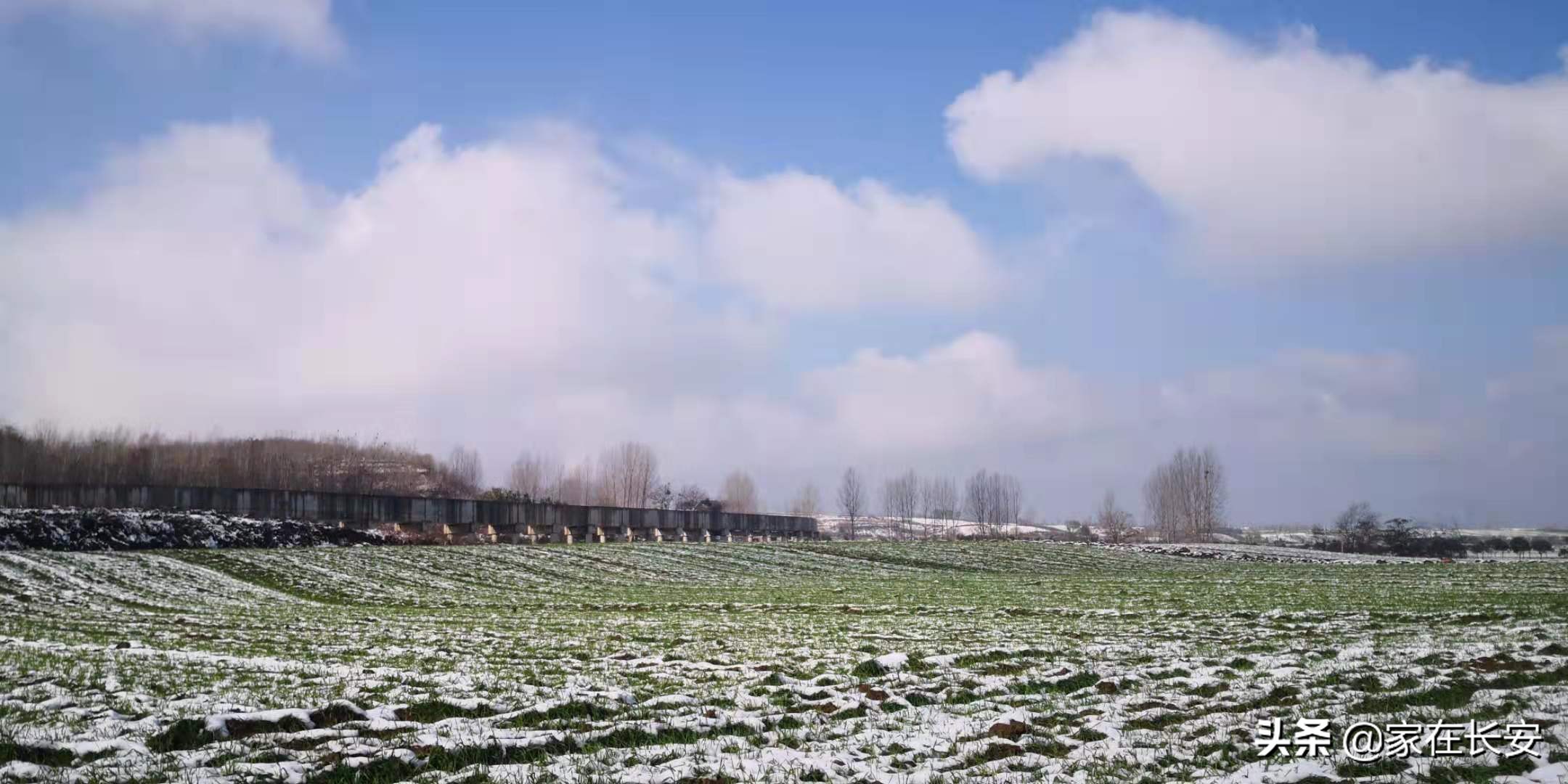 白雪柿子,秦岭草甸高山野菊花