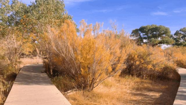 额济纳胡杨林中国最美秋色,中国最美秋色额济纳胡杨林