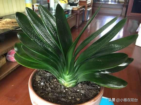 养君子兰,一月浇一次“肥水”,叶子16片,顺利开花,花大色艳!