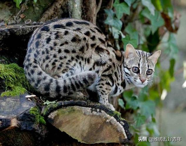 铁狸子学名是什么,铁狸子是什么样的动物