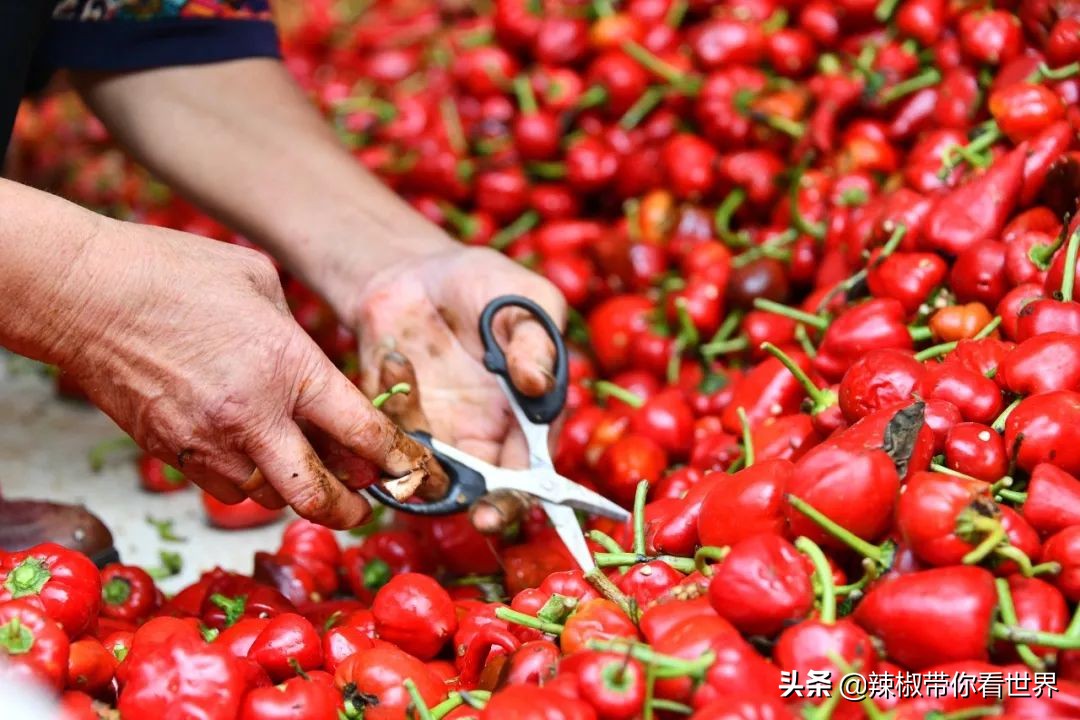 从西到东：贵州——沿河流“黔”行在这里一万种辣椒吃法向你奔来