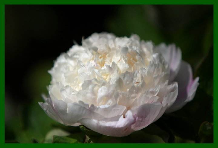 白牡丹最漂亮的品种,白牡丹究竟是谁
