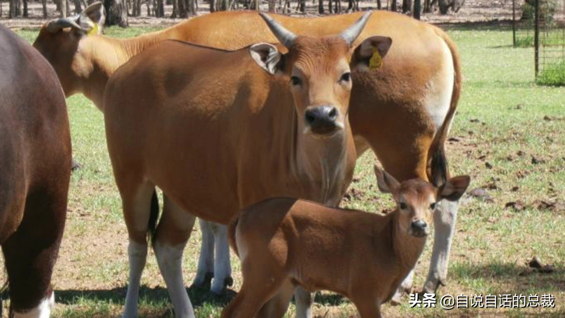 阿努纳奇创造人类7次文明,阿努纳奇人类起源