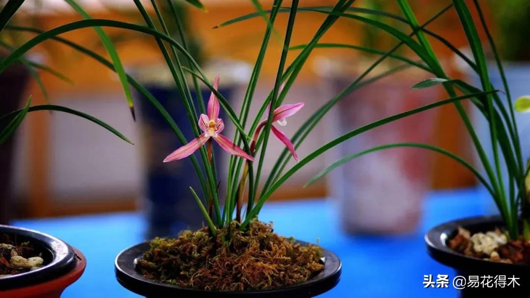 兰花干养根湿养叶怎么理解,兰花喜湿还是喜干