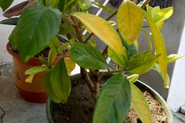 栀子花伤根叶黄逐渐干枯怎么办,为什么栀子花突然叶黄也不开花