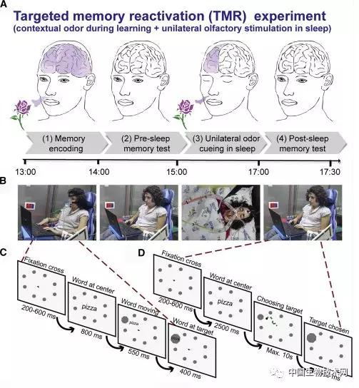 什么花香能够增加记忆力,玫瑰花香有助于记忆力吗