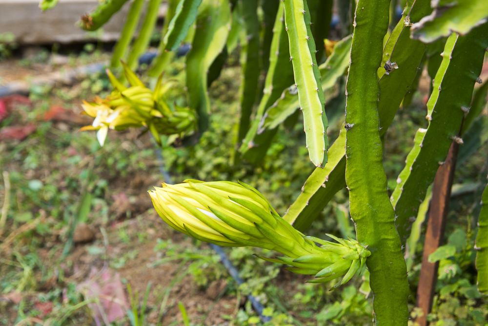 #毕业旅行啦#石家庄慧灯庄园，夏日里寓教于乐爽歪歪