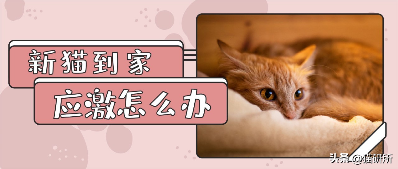 新猫到家不吃不喝怎么办,猫不吃不喝躲在角落