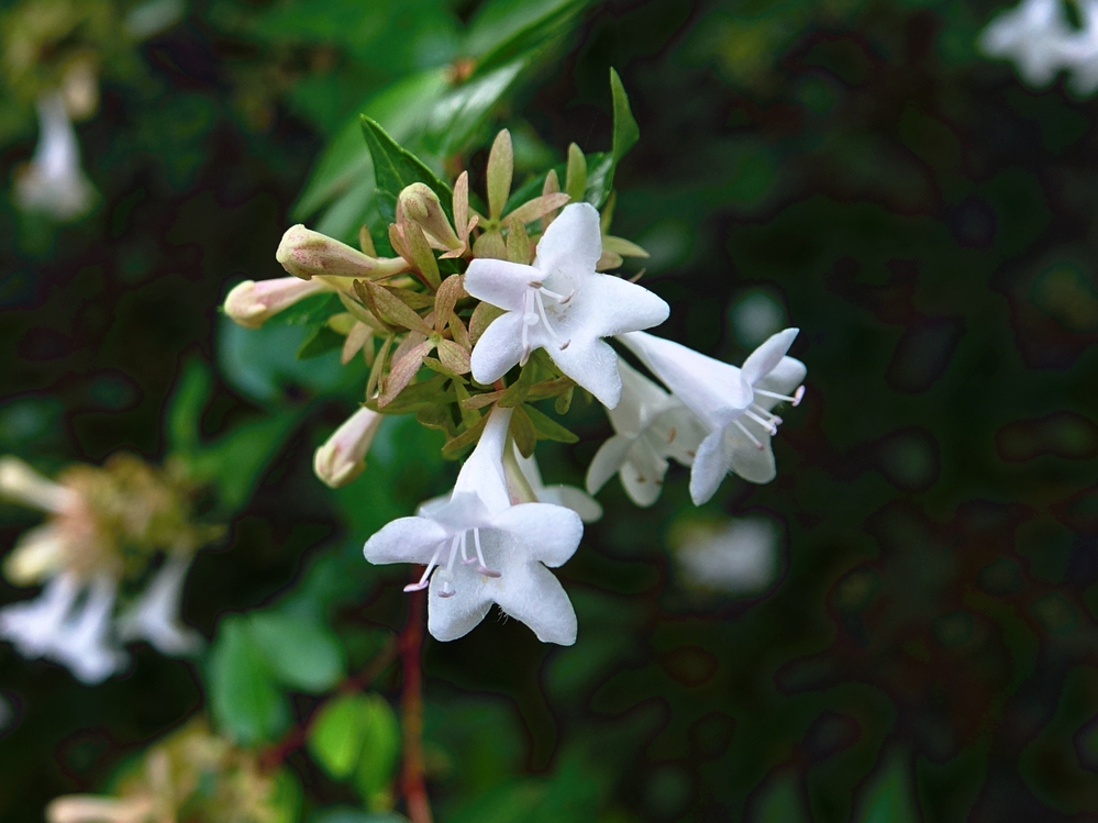 降龙木花树,降龙木树花图片