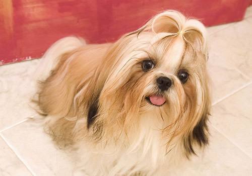 狗狗知识大全100条,狗狗知识百科大全巴哥