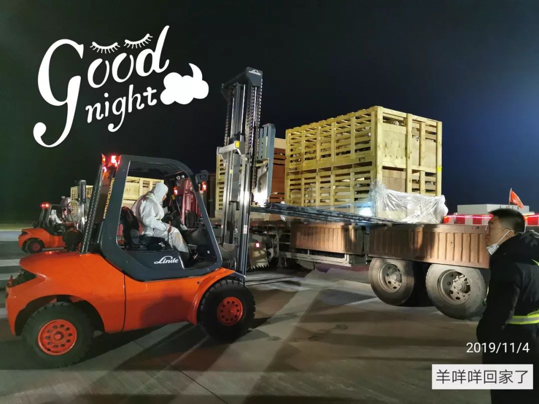 澳洲“飞来”930多只种羊空降银川