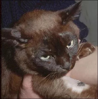 流浪猫猫癣是什么样的,金渐层猫得猫癣什么样