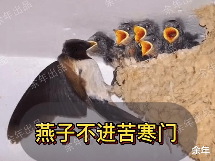 稀奇！河南一家嫌脏两次捣毁燕巢，第3次燕子筑巢自带“小厕所”