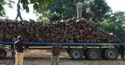 缅甸花梨和血檀家具哪个好,血檀家具值得藏吗