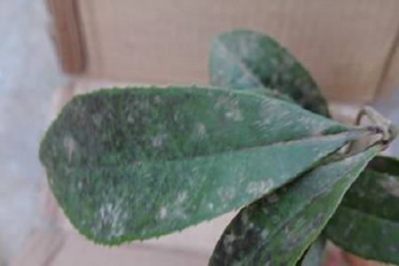 山竹的一些简单介绍和注意事项,怎样的山竹才是能吃得好山竹