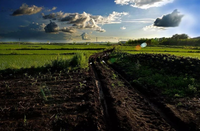 黑龙江黑土地被盗事件,偷黑土被判刑后续