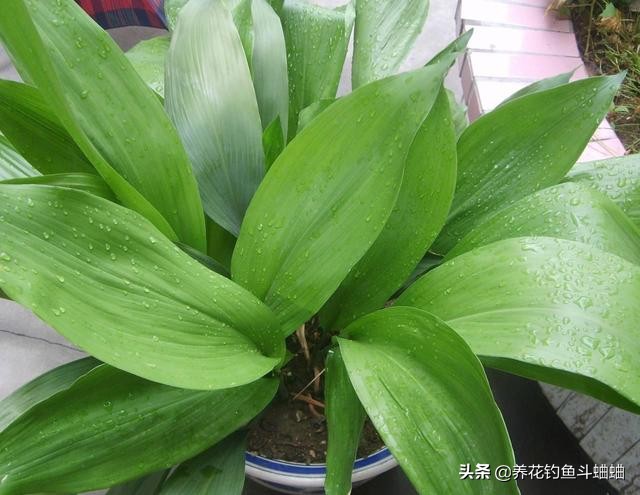 一叶兰不长叶子变黑怎么办,一叶兰不长原因