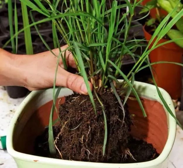 种植物驱蚊种什么好,适合赶走蚊子的植物