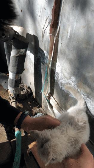 猫吃钢丝球视频,吃钢丝球的猫咪