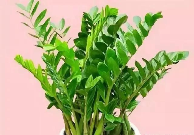 出现黄叶枯萎,出现黄叶用什么药