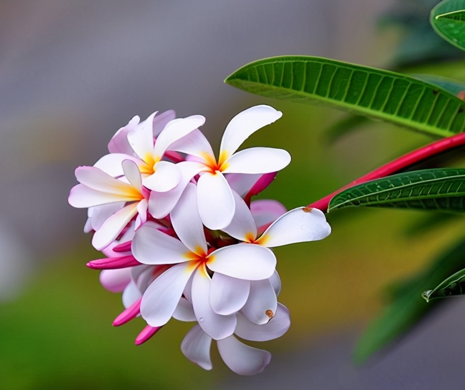 鸡蛋花做什么香水,鸡蛋花怎么可以做香水