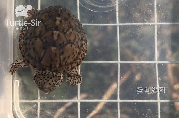 巨头蛋龟苗饲养环境怎么布置,巨头蛋龟最佳饲养方法