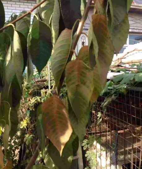 樱桃树枯死是怎么补救,樱桃树开完花为什么树枝头会枯死