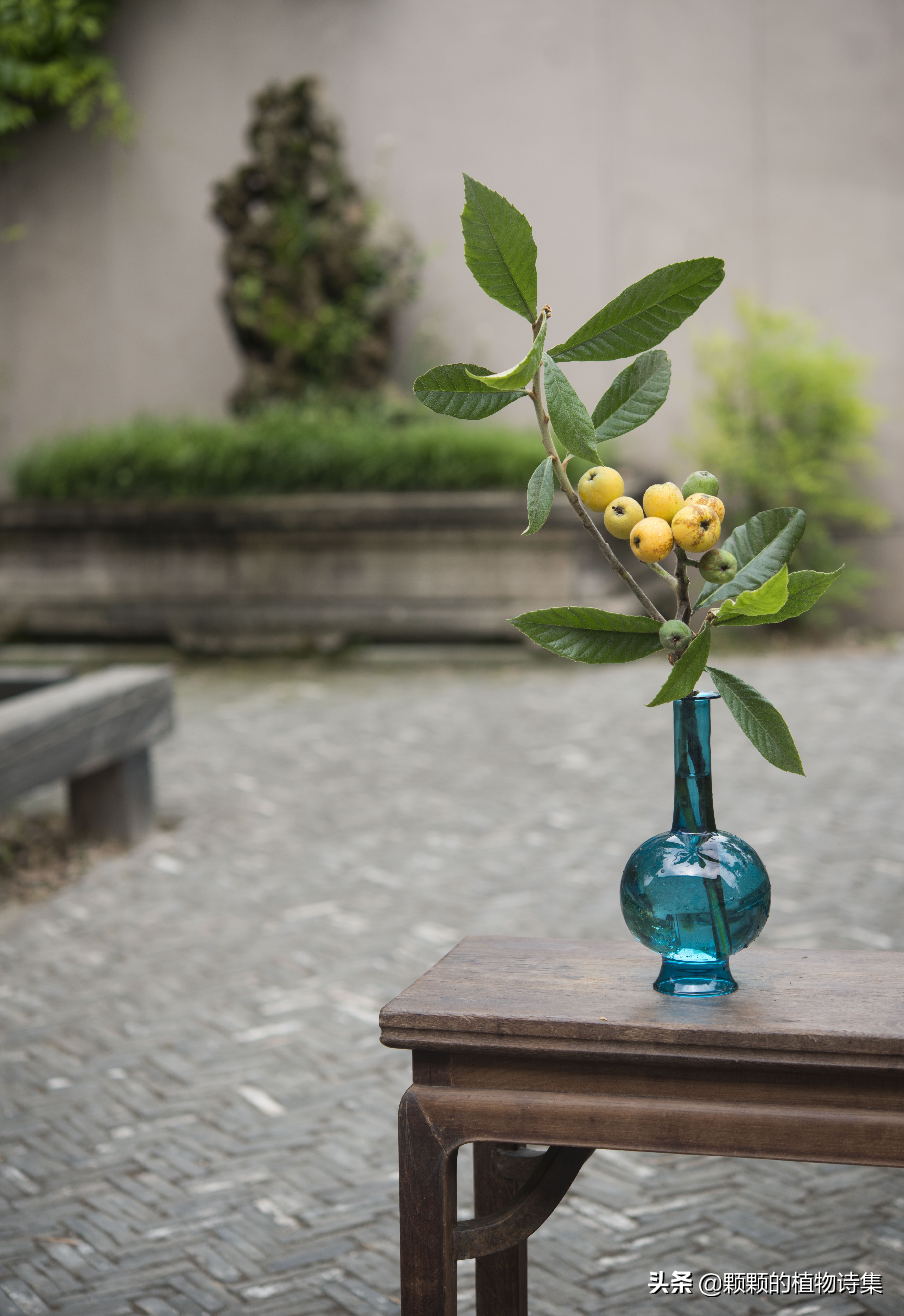 插花生活美学文学文人植物花艺雅道