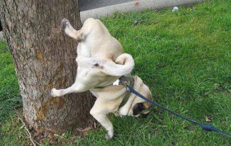 狗狗尿尿时趴着是怎么回事,狗狗会定点尿尿的表现