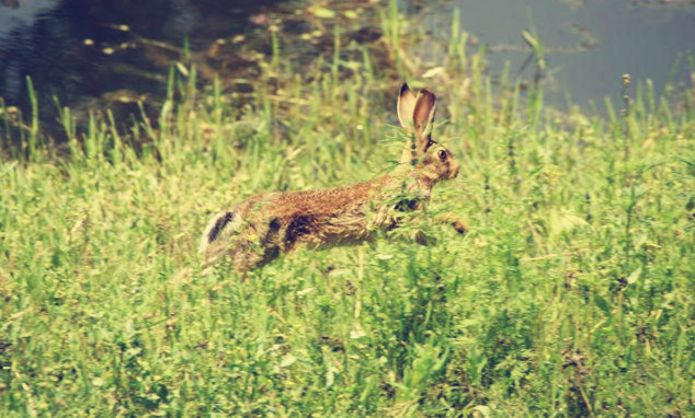 为什么兔子是三瓣嘴，而且特别爱磨牙？
