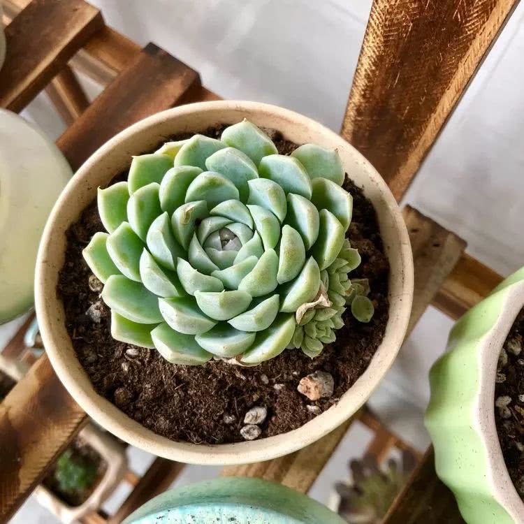 新手小白入坑多肉必看攻略,多肉新手入坑必备指南