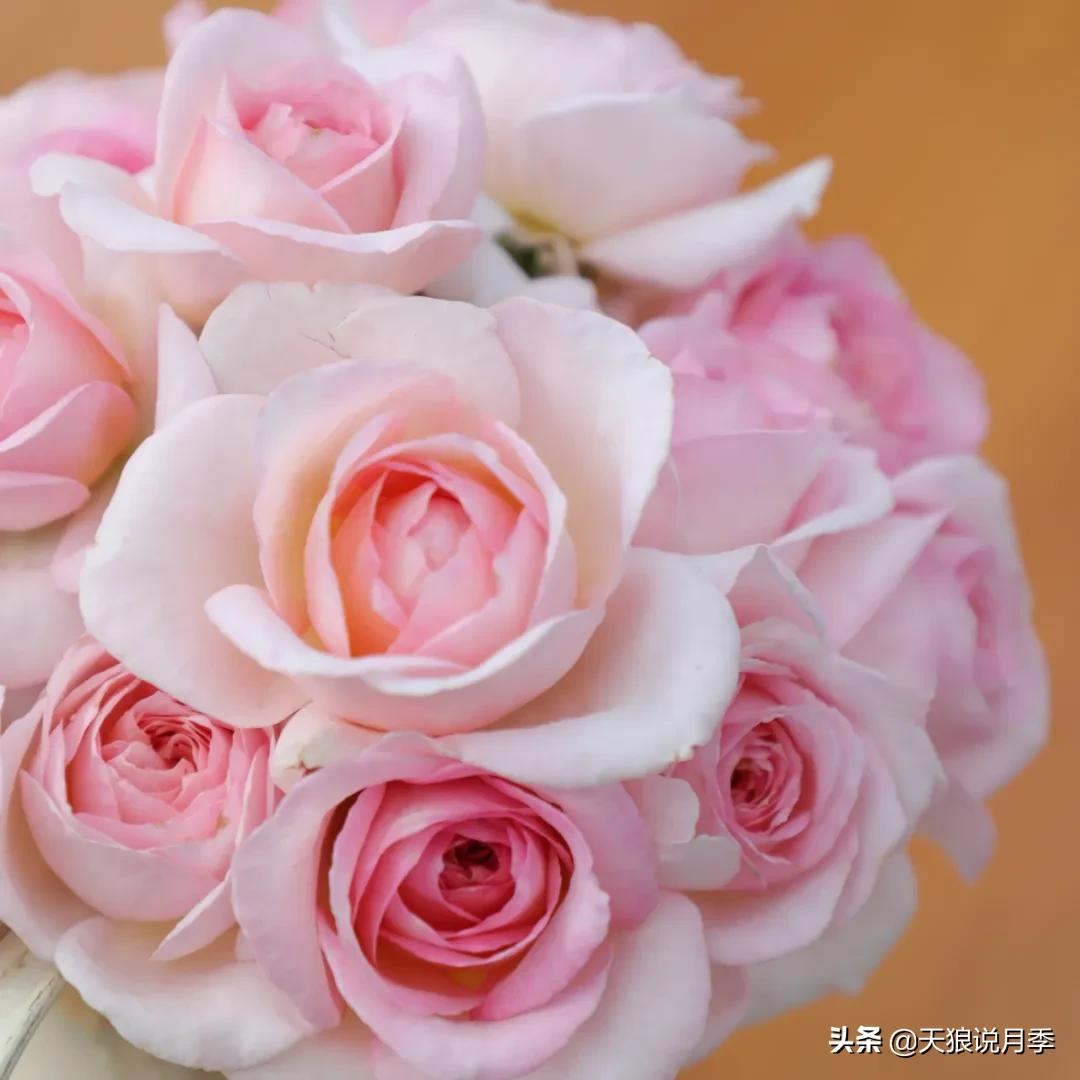 人家最美四月天，天狼自育终于打折了！15个品种供你宠信。