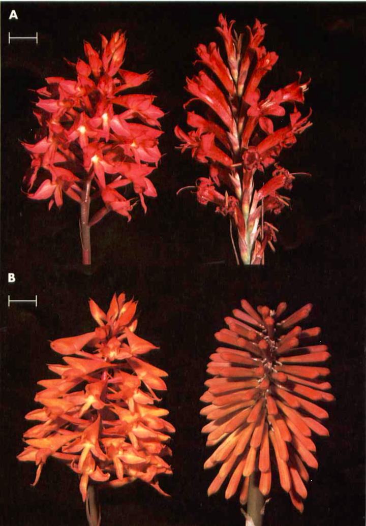 昆虫:喂,3·15平台吗?我实名举报假冒拟态花朵