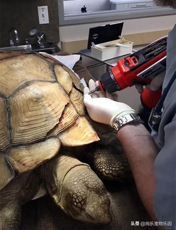 大乌龟从一米的地方摔下来有事吗,大乌龟从高处摔下壳裂出血会死吗