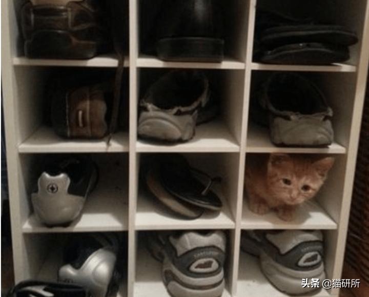 脚气传染猫咪 (猫咪脚气一般什么症状)